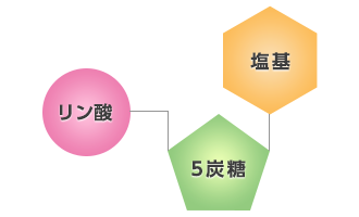 核酸とは | ヤマサ醤油株式会社 医薬・化成品事業部